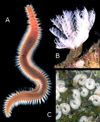 The Sea Slug Forum - Polychaete Worms (Bristle worms)