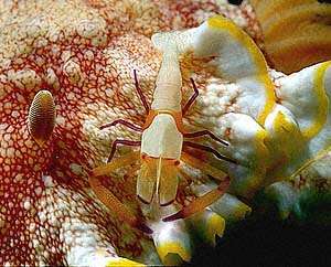The Sea Slug Forum - Symbiosis, commensalism, mutualism and parasitism