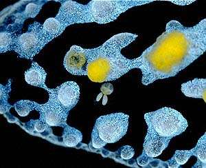 The Sea Slug Forum Symbiosis Commensalism Mutualism And Parasitism