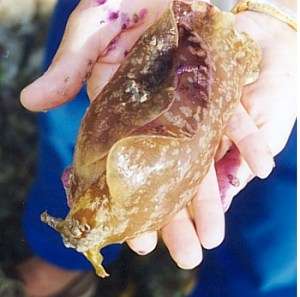 Rare colourful sea slug spotted in Jersey waters for the first