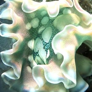 http://www.seaslugforum.net/images/dup021a.jpg