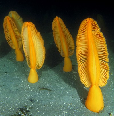 The Sea Slug Forum - Sea Pens