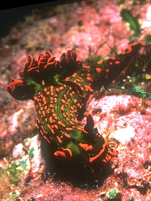 http://www.seaslugforum.net/images/f2773_046151fsb.jpg