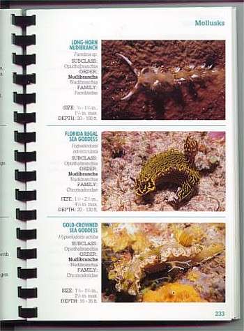 the sea slug forum