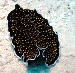 The Sea Slug Forum - Flatworms? from Red Sea