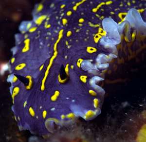 hypselodoris elegans