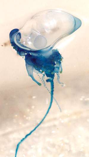 Bluebottle - The Australian Museum