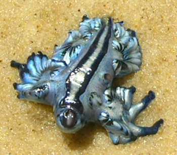 blue dragon slug