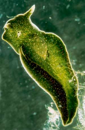 Photosynthetic Sea Slug