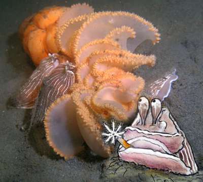 Cartoon Sea Slug