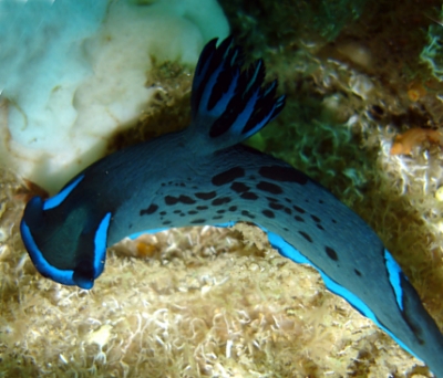 Tambja morosa from Gold Coast, gold coast queensland australia. Tambja morosa from Gold Coast,