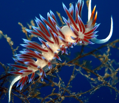 cratena peregrina