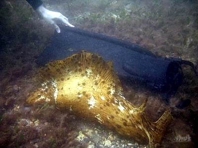 The Sea Slug Forum - Aplysia extraordinaria