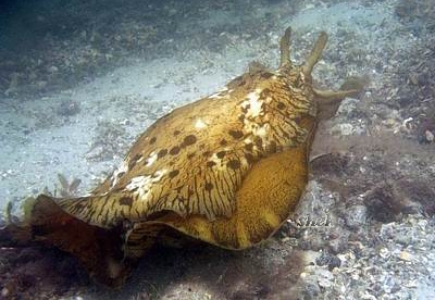 The Sea Slug Forum - Aplysia extraordinaria