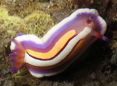 The Sea Slug Forum - Durvilledoris lemniscata