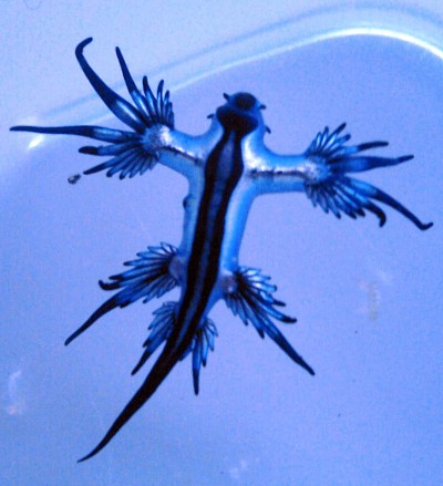blue dragon nudibranch