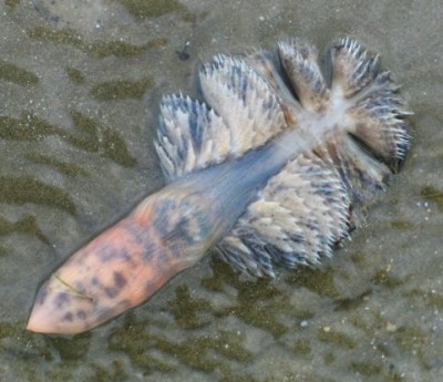 The Sea Slug Forum - Sea Pens