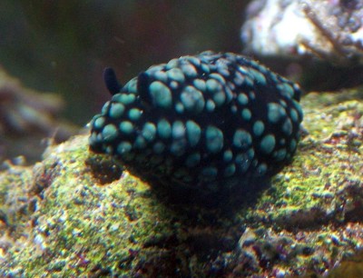 blue sea slug pet. Unknown sea slug