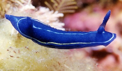 hypselodoris orsinii