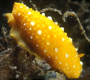 phyllidia flava