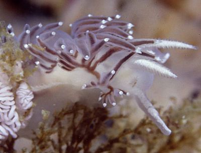 Wakeling M 2001 Nov 9 Flabellina fusca on egg mass from British 